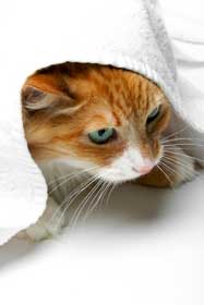 Profile of orange domestic shorthair cat under towel