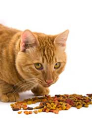A ginger cat looking around while eating his food