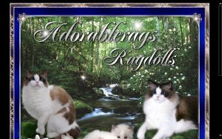 Adorablerags Ragdoll Cattery